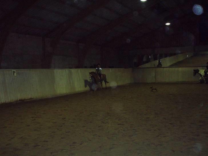 Tysk Sportspony Tanita  HHE´s - :b billede 11