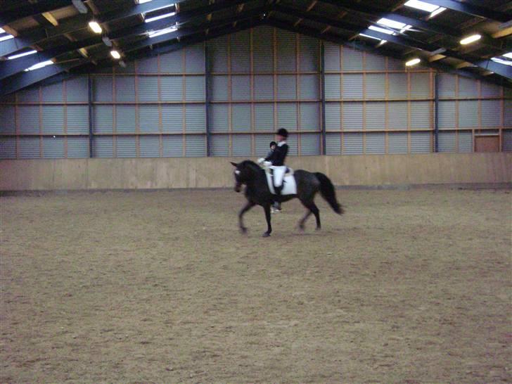 Connemara Marchesi Merlin billede 13