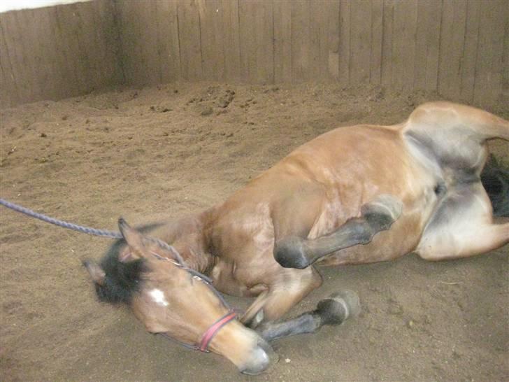 New Forest Don Juan <3 *red engang* - 2# NYT| han ruller sig, på strk :D billede 2