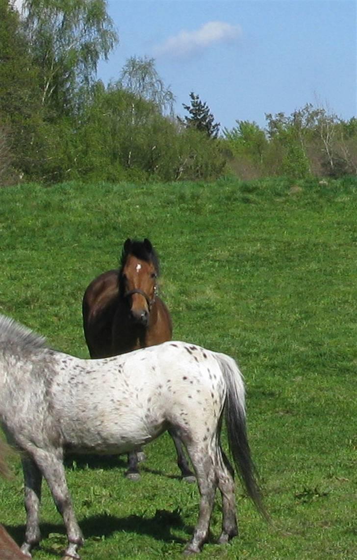 New Forest Don Juan <3 *red engang* - 3# Min lille skat, på fold! <3 billede 3