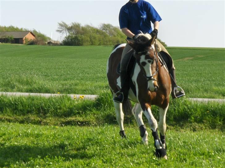 Anden særlig race Miss MoonLight - nyt  billede 12