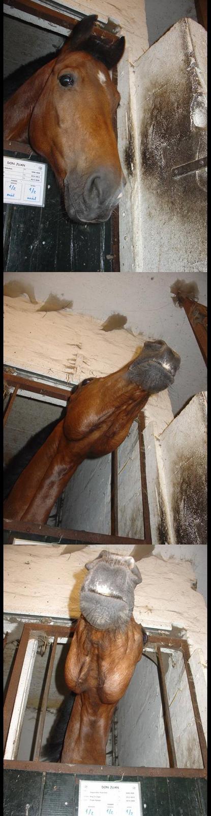 New Forest Don Juan <3 *red engang* - 4# Søde Donse... <3 (: billede 4