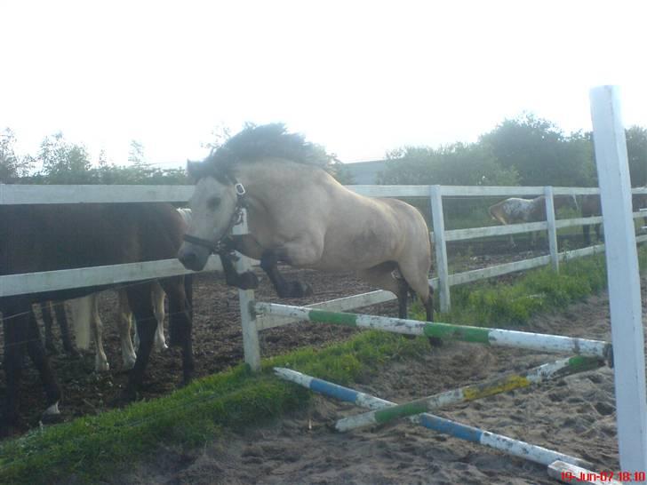 Anden særlig race Kikki - Kikki løsspringer <33 billede 17