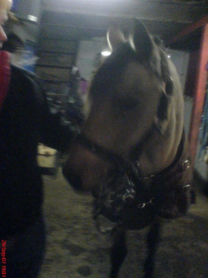 Anden særlig race Kikki - Det sdiste billed jeg fik af den smukke inden hun kørte væk :´´( <3 <3 <3 <3 <3 <3 <3 <3 <3 billede 18