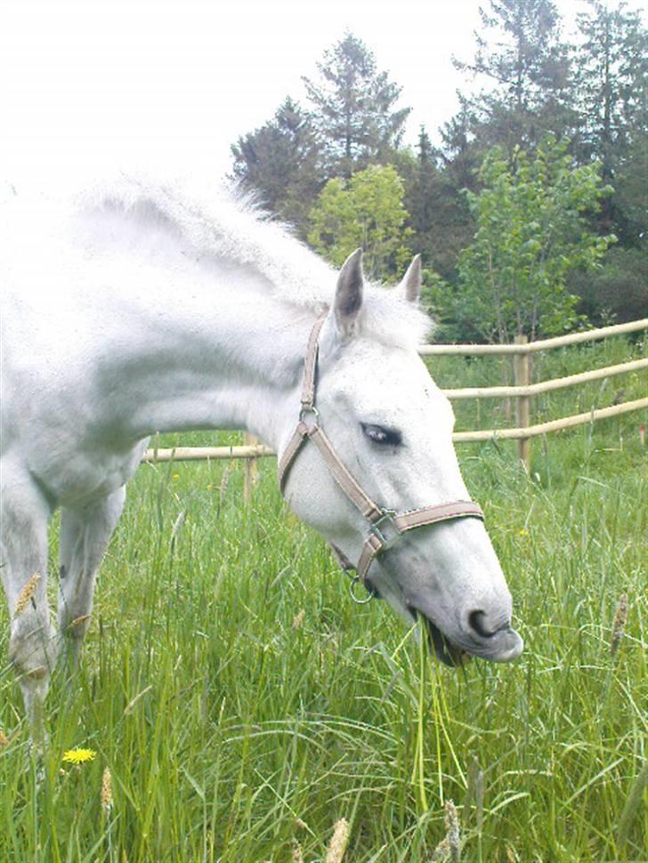 New Forest Amber - solgt :( - spiser lige en tot græs (:  billede 5