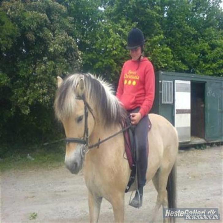 Fjordhest Luna :) - » Luna <3 Foto : Annemette<3 billede 2