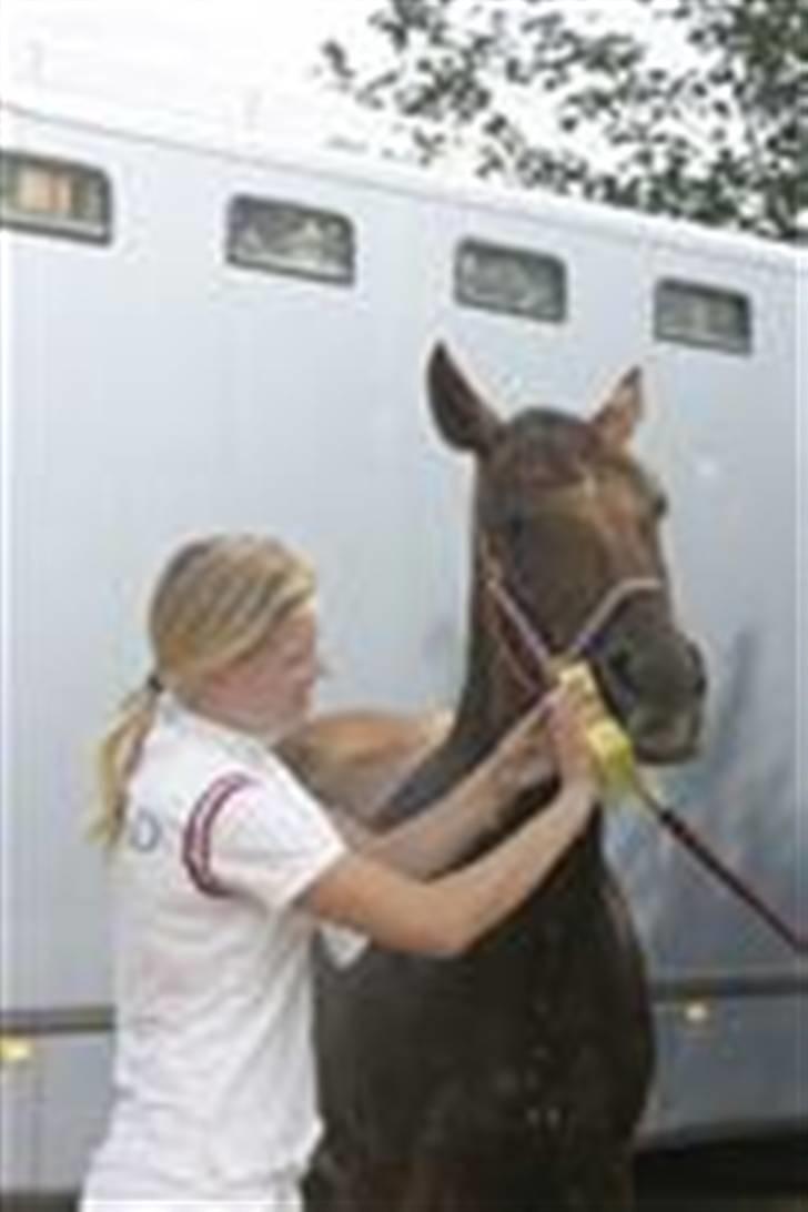 Irsk Sportspony Tullibards Gala Gold  - Vaskes efter 2 gode klasser i Boller. billede 3