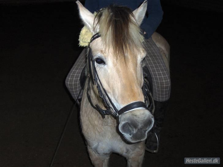 Fjordhest Luna :) - » Luna <3 Foto : Signe<3 billede 3