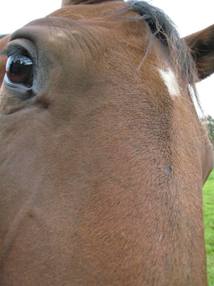 Holstener Enghøjs Amira - NYT - 24.08.08 Skøre hest... <3 billede 9