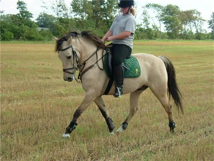 Anden særlig race Vangshøjs Baily (solgt) - SÅ blev det for kedeligt på dressurbanen :) billede 9