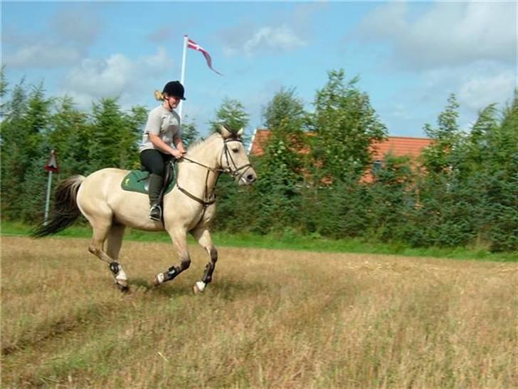 Anden særlig race Vangshøjs Baily (solgt) - Lidt frisk galop er jo dejligt ;) billede 10