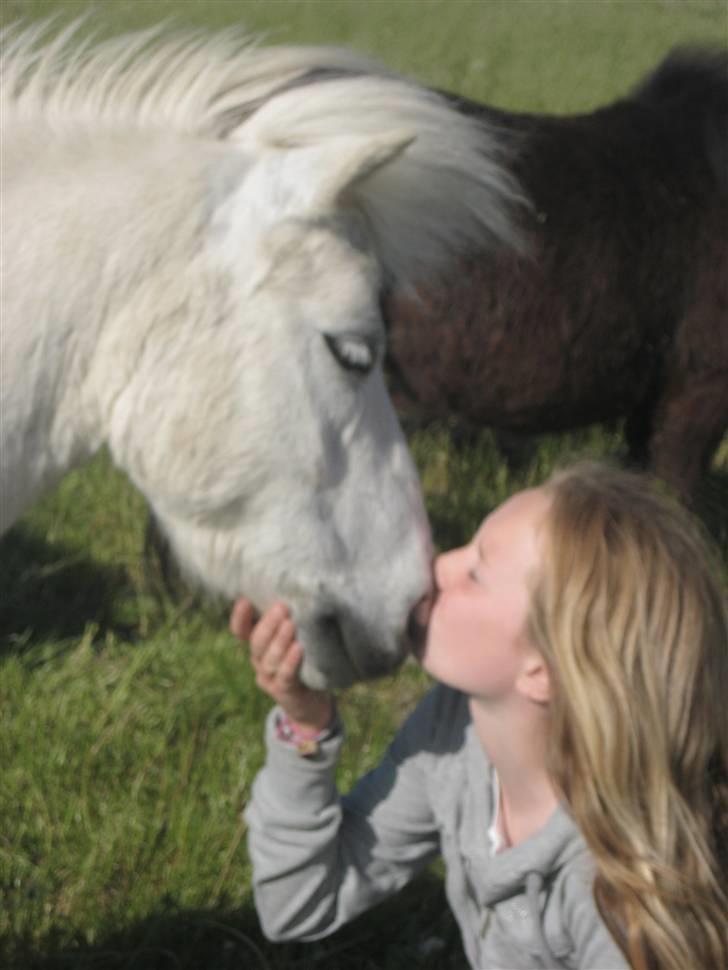 Shetlænder Onslow<3*død* - jeg undskylder meget kvaliteten, men jeg elsker ham virkelig meget, og det har billed betyder bare meget for mig fordi jeg ikke kan passe ham mere billede 12