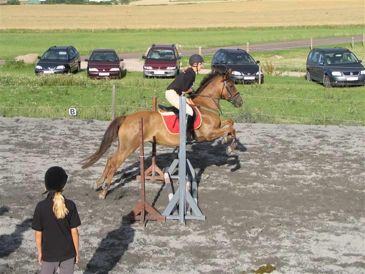 Irsk Sportspony Tullibards Gala Gold  billede 5