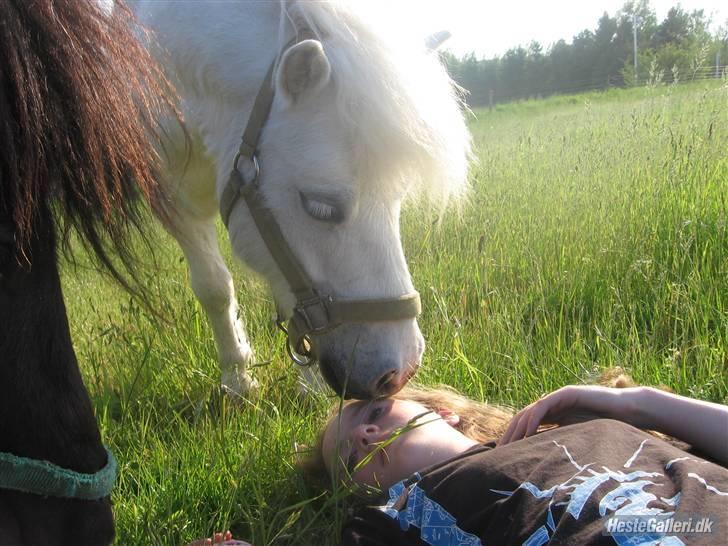 Shetlænder Onslow<3*død* - Onslow :) <3 dejlig´ pony. tak fro billedet sofie, er meget glad for det :) billede 13
