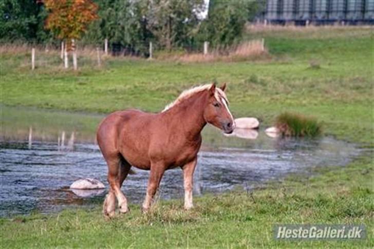 Ardenner freja:)*solgt* - smukke Frejsen.. billede 1