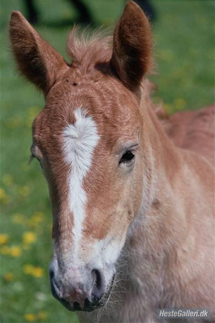 Ardenner freja:)*solgt* - Lille Baby Freja.. billede 3