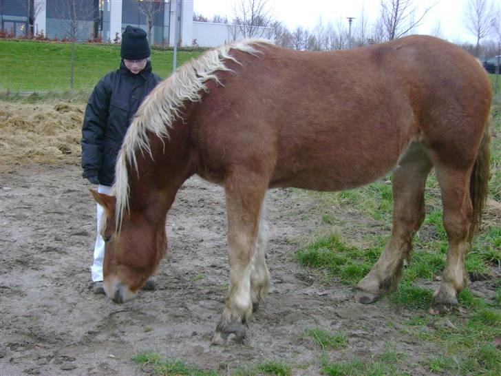 Ardenner freja:)*solgt* billede 7
