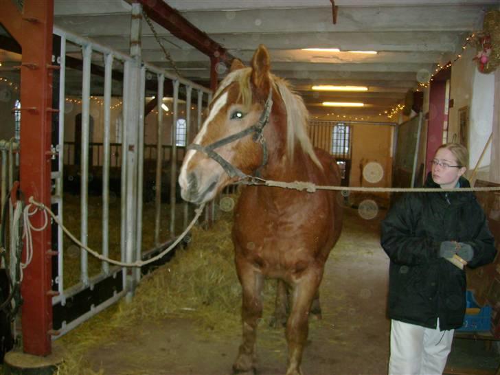 Ardenner freja:)*solgt* billede 9