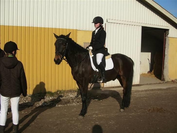 New Forest Romeo's Chicco - 2. Jeg er så lille og uskyldig (Fæstemotograf:Daddy) billede 2