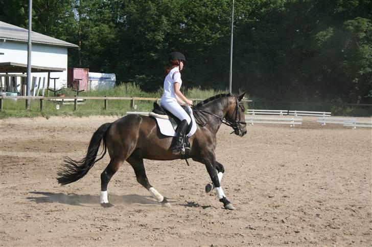 New Forest Romeo's Chicco - 3. Chicco til stævne på HGR (Fæstemotograf:Camilla) billede 3