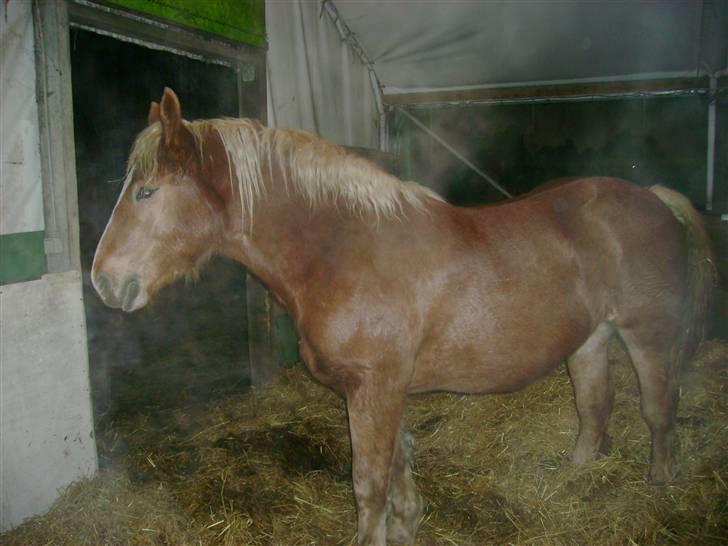 Ardenner freja:)*solgt* billede 12