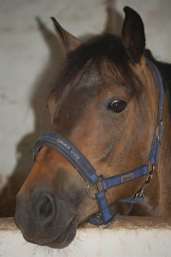 New Forest Romeo's Chicco - 4. Sidste dag for Chicco hos mig :´( (Fæstemotograf:Daddy) billede 4