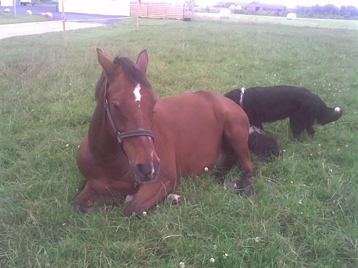 Anden særlig race Delight - 7 arg slapper lii lidt af på marken ;) <3 billede 5