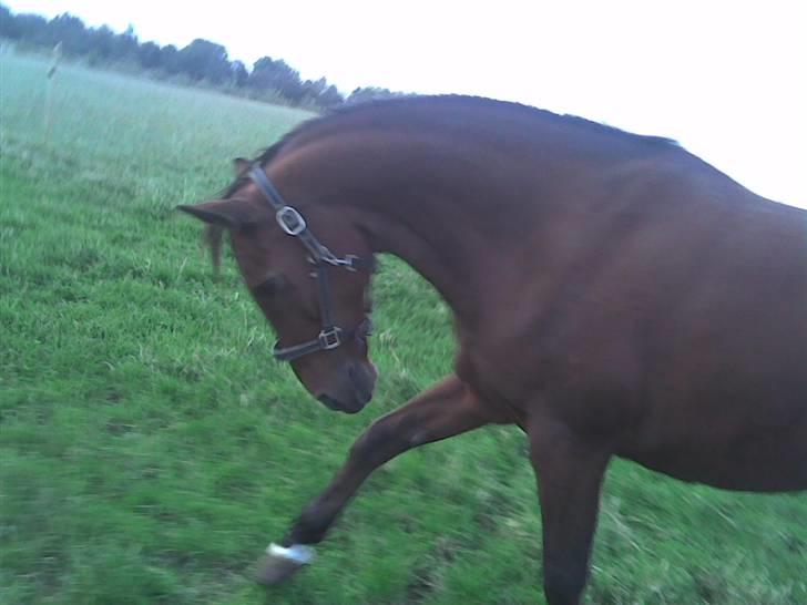 Anden særlig race Delight - 8 hopsa ! hehe <3 billede 6