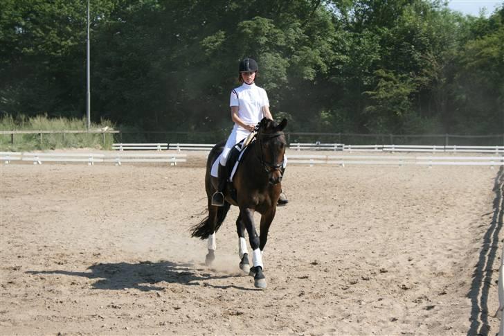 New Forest Romeo's Chicco - 5. Chicco til stævne på HGR (Fæstemotograf:Camilla) billede 5