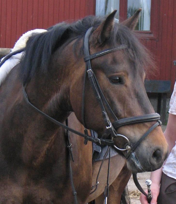 New Forest Romeo's Chicco - 6. Verdens mest nuttede Chicco fjæs (Fæstemotograf:Daddy) billede 6