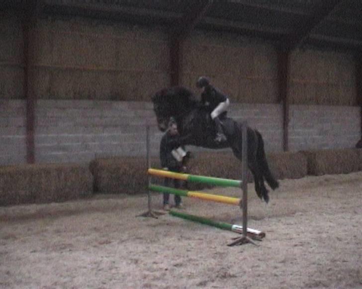 New Forest Romeo's Chicco - 7. Beklager kvalitet... eneste spring billede jeg har, eller det er faktsk fra en video: (Fæstemotograf:Daddy) billede 7