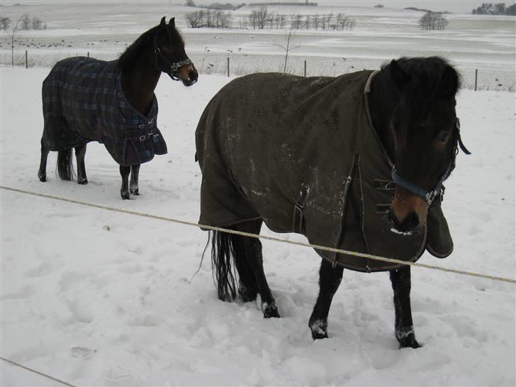 New Forest Romeo's Chicco - 9. Chic chic i sneen, med lækkert overskæg XD (Fæstemotograf:Daddy) billede 9