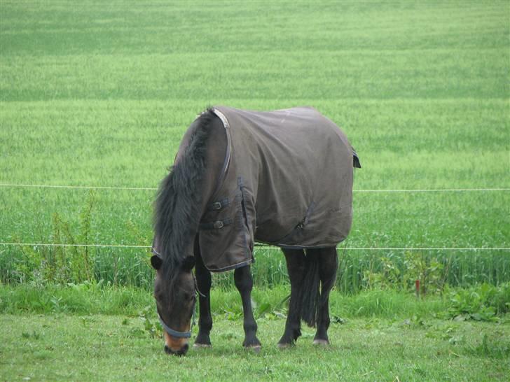 New Forest Romeo's Chicco - 10. Chiccolicolasen på fold (Fæstemotograf:Daddy) billede 10