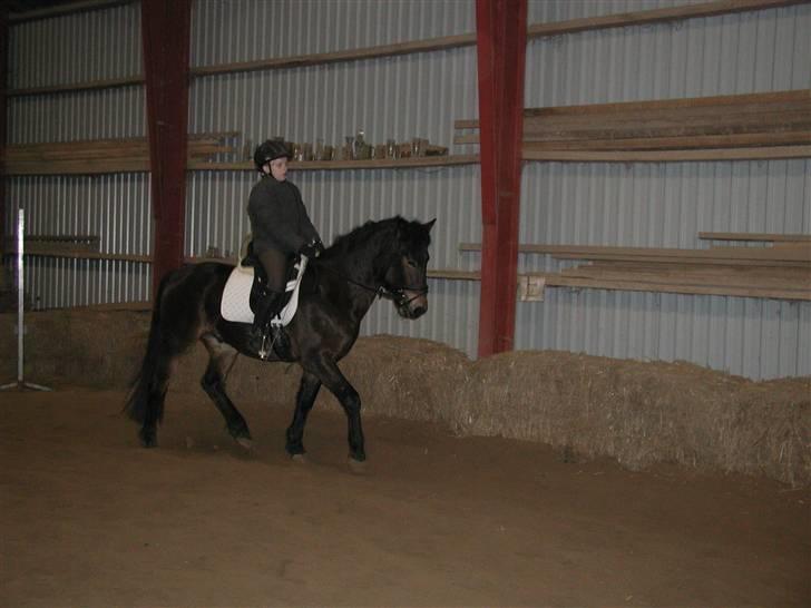 New Forest Romeo's Chicco - 11. juhuu... og jeg ligner jo slet ikke en flødebolle XD (Fæstemotograf:Mutti) billede 11