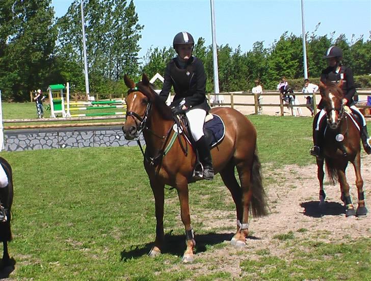 Irsk Sportspony Tullibards Gala Gold  - Til første stævne i solrød 2005, vi blev placeret som nr.7 i den første lb vi red og der var 50 med i klassen.  billede 7