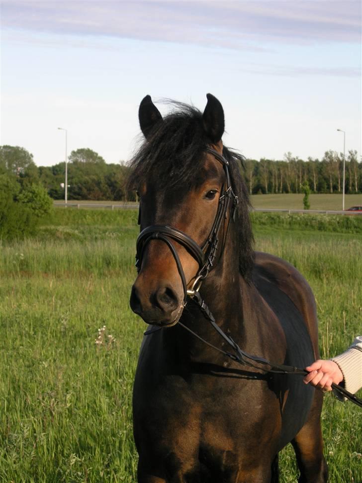 New Forest Romeo's Chicco - 12. Jeg er så læk læk lækker (Fæstemotograf:Daddy) billede 12