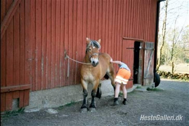 Ardenner Grantoftegaards Hero(: - lad dog vær,, billede 5