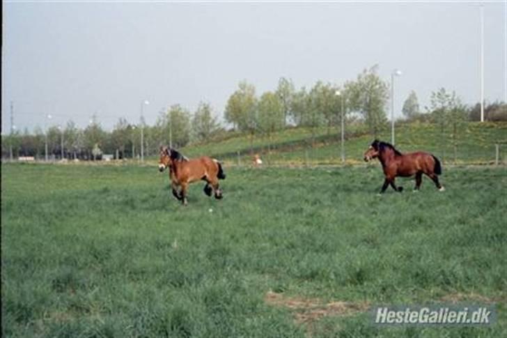 Ardenner Grantoftegaards Hero(: - han bliver ved  billede 6