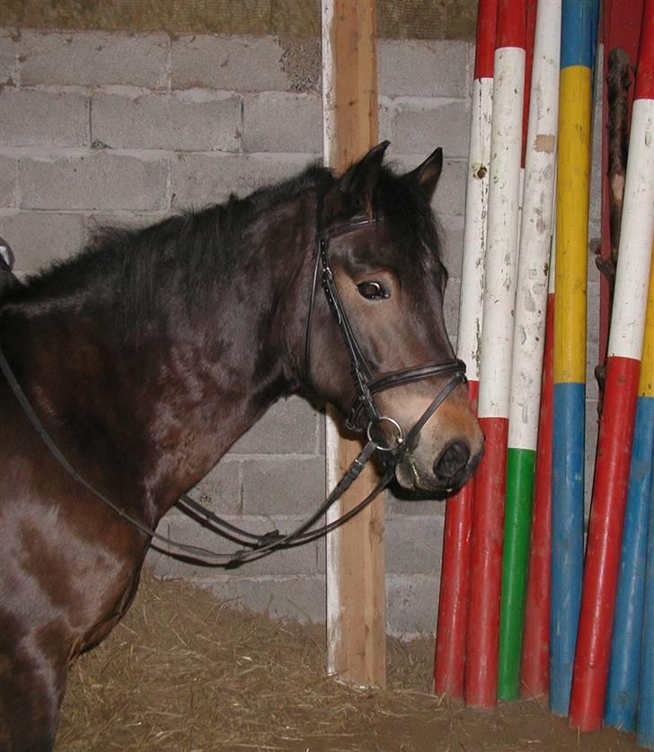 New Forest Romeo's Chicco - 13. BØH!!! (Fæstemotograf:Mutti) billede 13