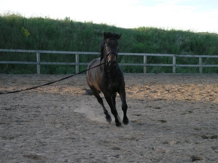 New Forest Romeo's Chicco - 14. Galop Galop (Fæstemotograf:Daddy) billede 14