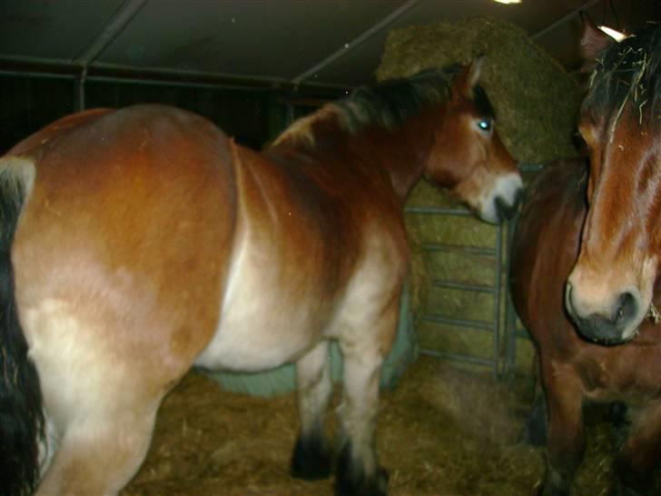 Ardenner Grantoftegaards Hero(: billede 12