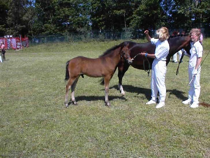 New Forest Romeo's Chicco - 15. Chicco som lille Følle bølle = ) (Fæstemotograf:???) billede 15