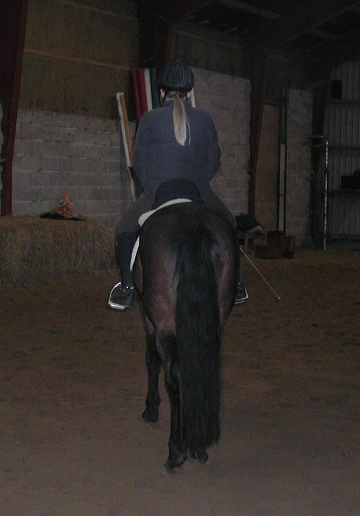 New Forest Romeo's Chicco - 16. når enden er god er alting godt (Fæstemotograf:Mutti) billede 16