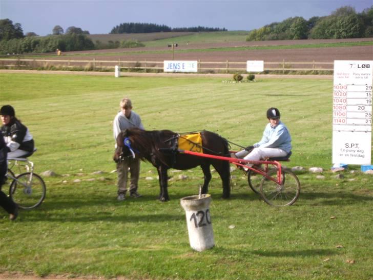 Welsh Mountain (sec A) Spunku (Part)(Solgt)': billede 12