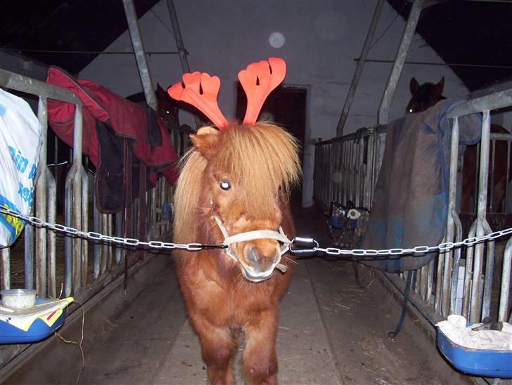 Miniature Teodor *solgt 25/4-2009* billede 7