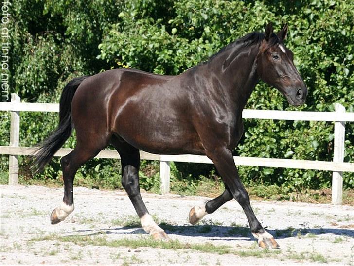 Oldenborg Grandeur ll billede 10