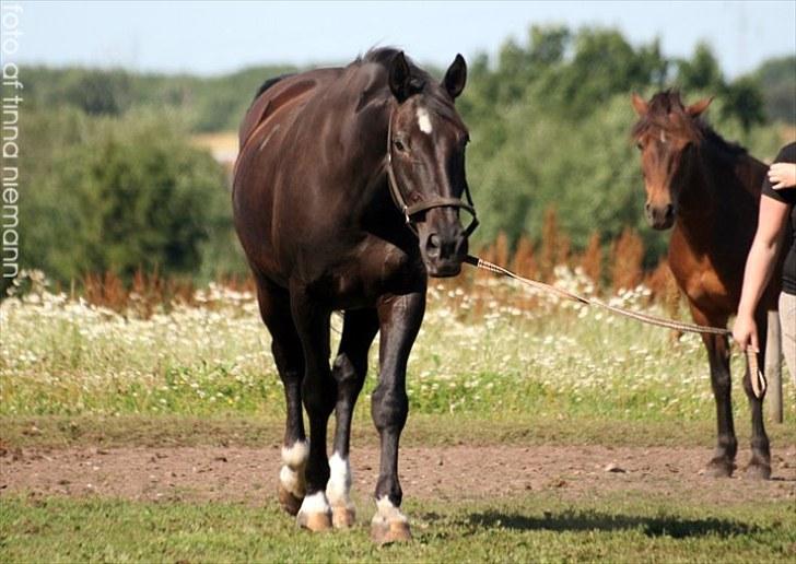 Oldenborg Grandeur ll billede 12