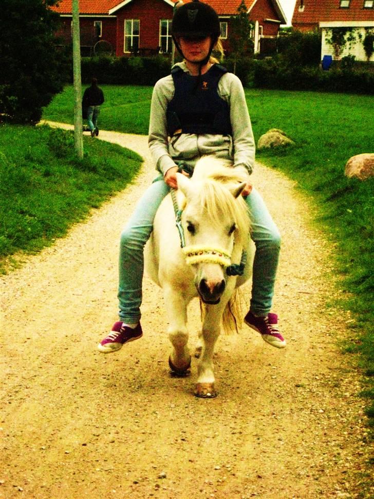 Shetlænder Onslow<3*død* - På vej hjem fra sommer græs :D <3 billede 14