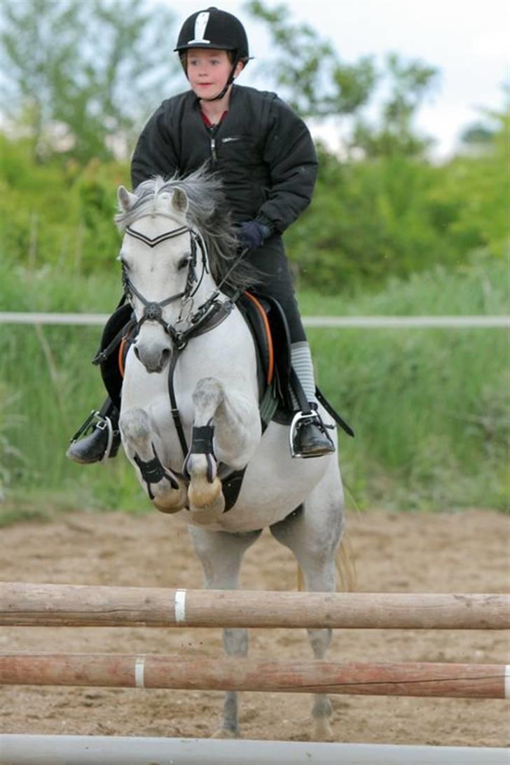 Welsh Pony af Cob-type (sec C) Smut, R.I.P. - springtræning hos Anja Lunn billede 15
