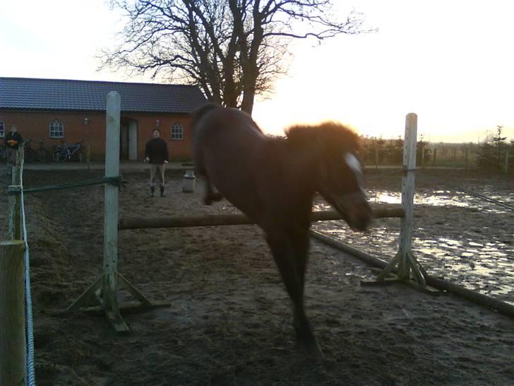 New Forest Sunlight "Gamle!"<3 - JAAAAA!!!! Spring.... billede 16